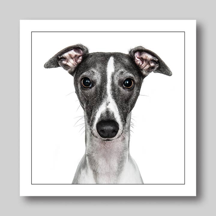 GRUFFPAWTRAITS - Wholesale Everyday Greeting Card - Whippet - Dog Greeting Card