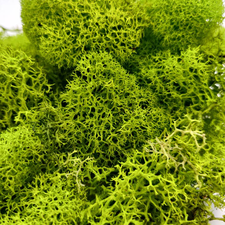 Best Plant Friend - Wholesale Live Plant - Green Preserved Reindeer Moss, Topdressing for Succulents