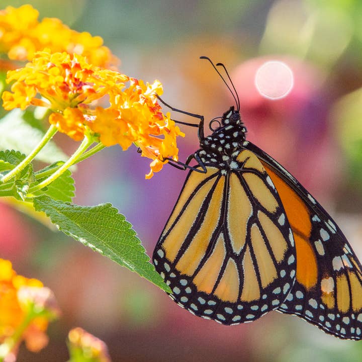 Monarch on Lantana photograph, signed and matted for wholesale by Wren