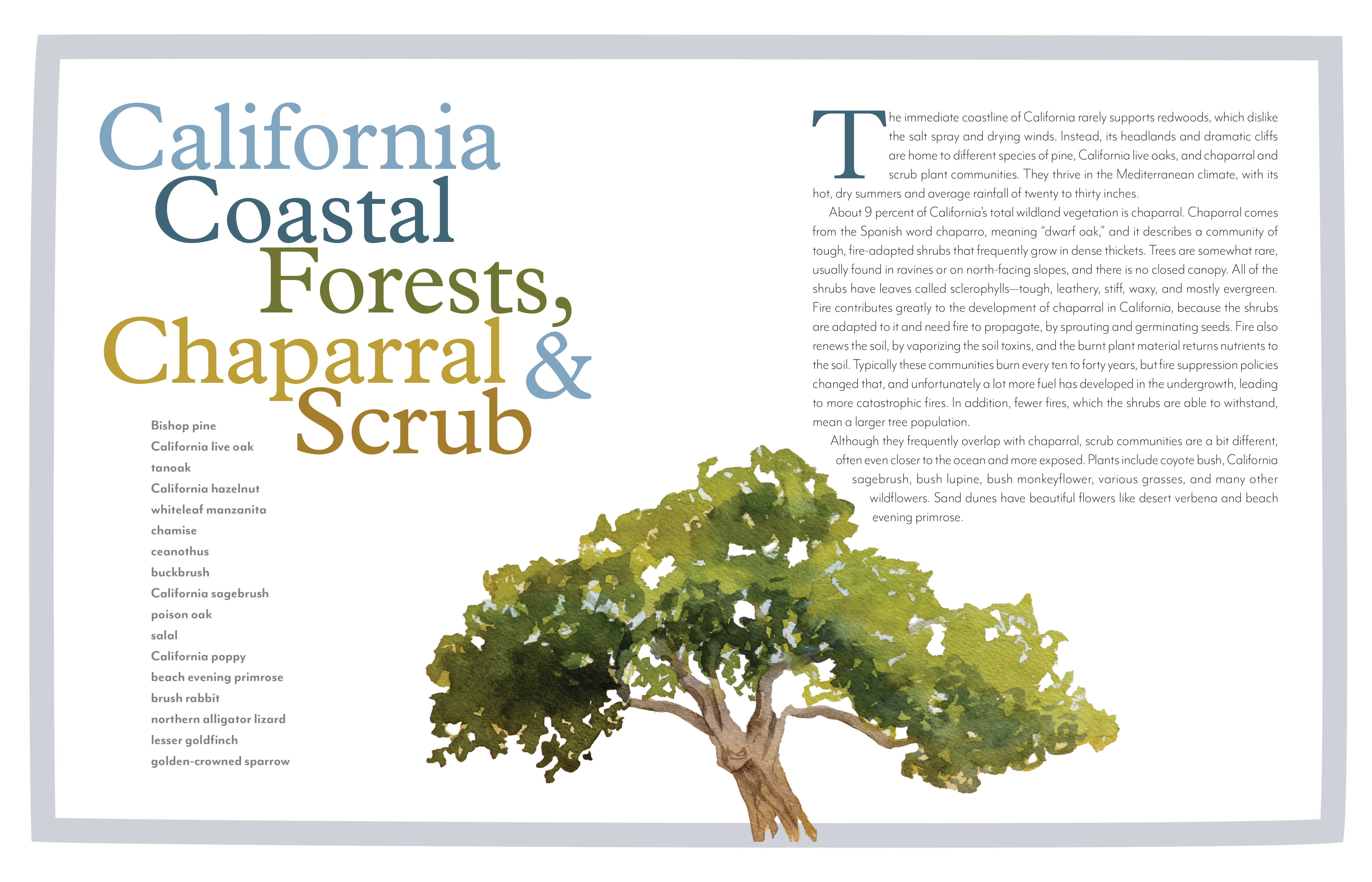 Mountaineers Books - Wholesale Nature & Outdoors - Trees of the West: An Artist's Guide4