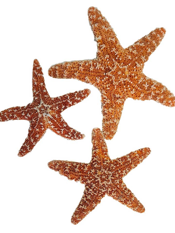 Sugar Starfish 4-6" for wholesale by HS Seashells