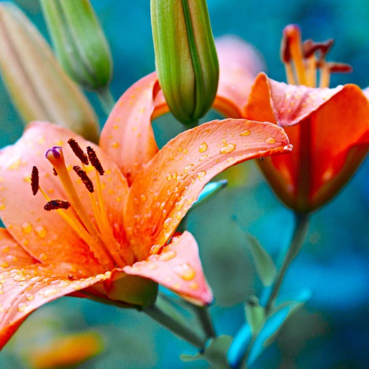 Dewdrops At Dawn Incense Sticks for wholesale by Beaches of Tunisia, LLC