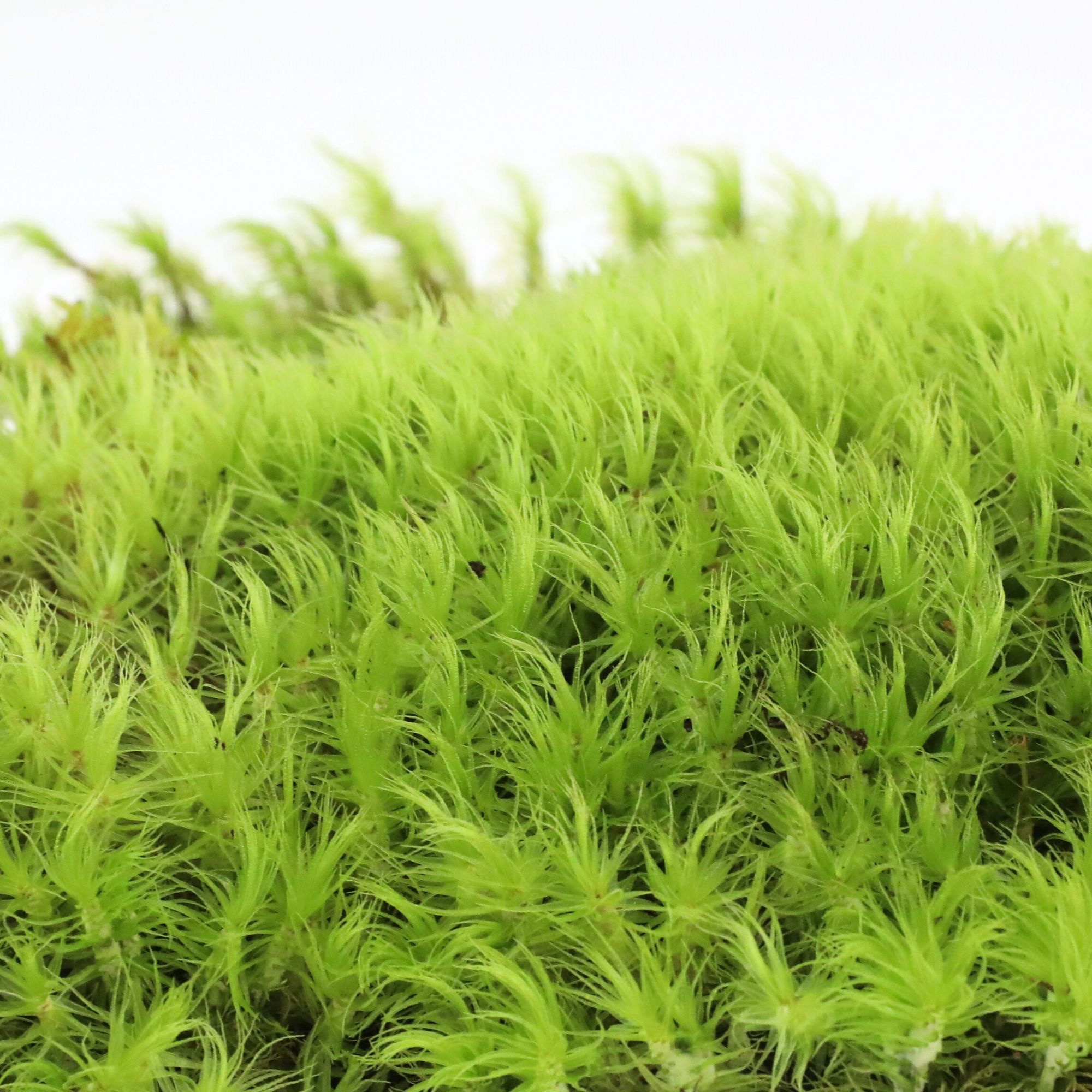 Mossify - Wholesale Live plant - Live Mood Moss – Dormant 6x6" Squares, Hand-Harvested4