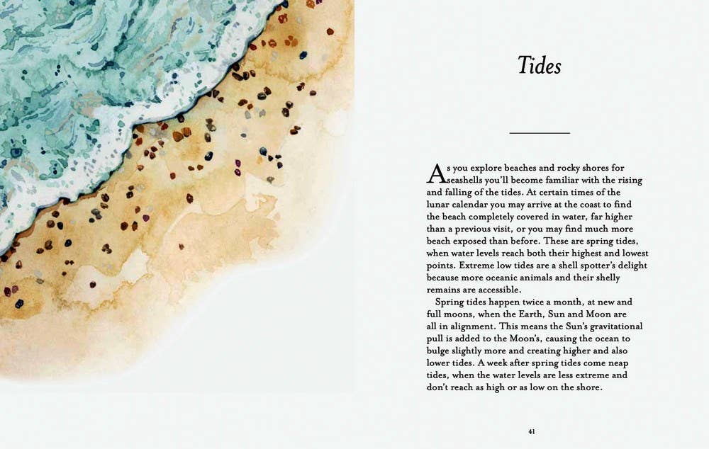 Independent Publishers Group - Wholesale Nature & Outdoors - Shell-spotter’s Guide5