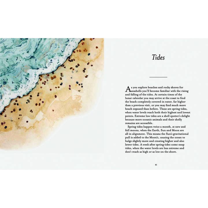 Independent Publishers Group - Wholesale Nature & Outdoors - Shell-spotter’s Guide5