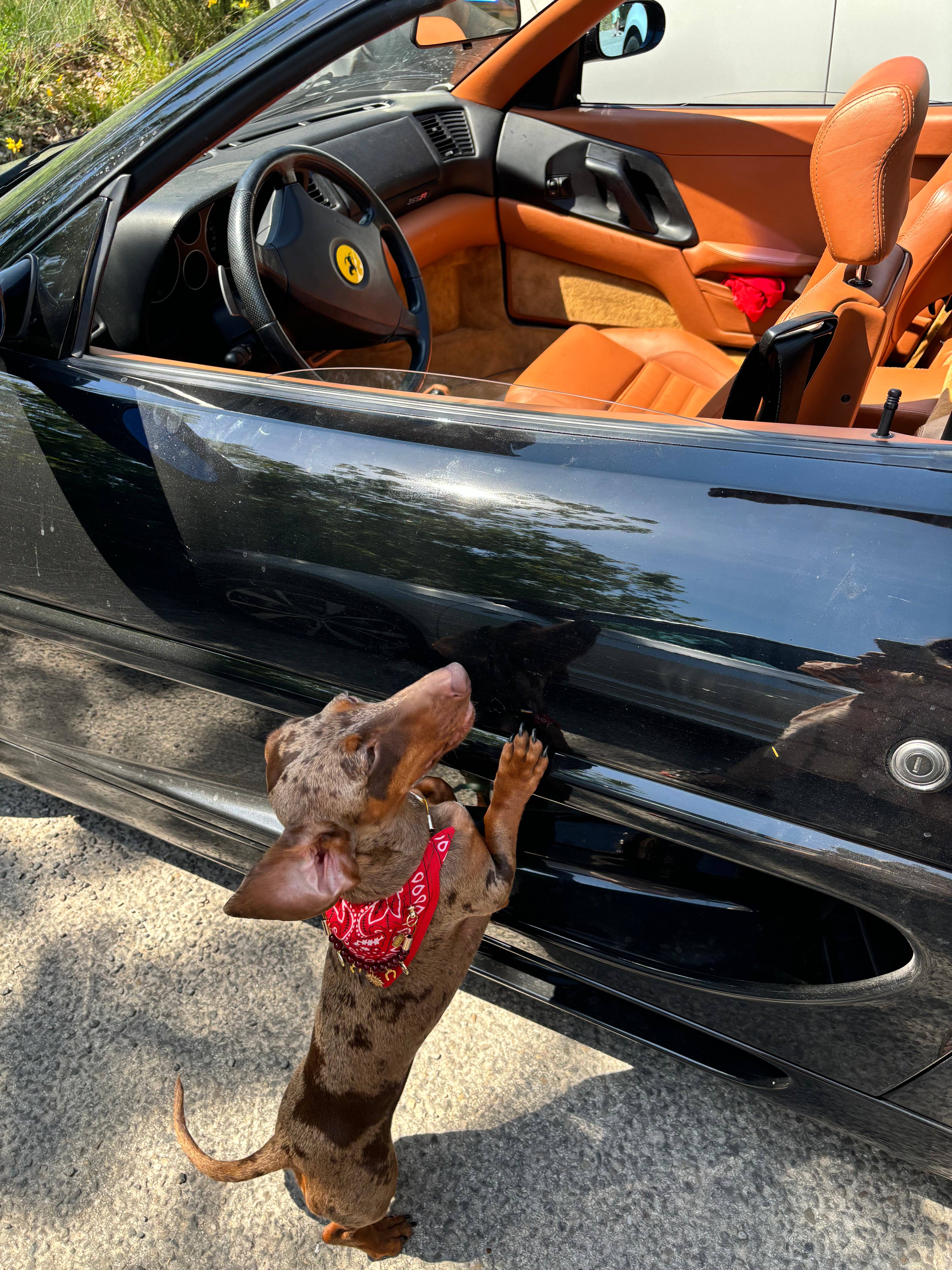 Aura - Wholesale Pet Bandana - Dog - Red Mustang red bandana-collar for dogs and cats2