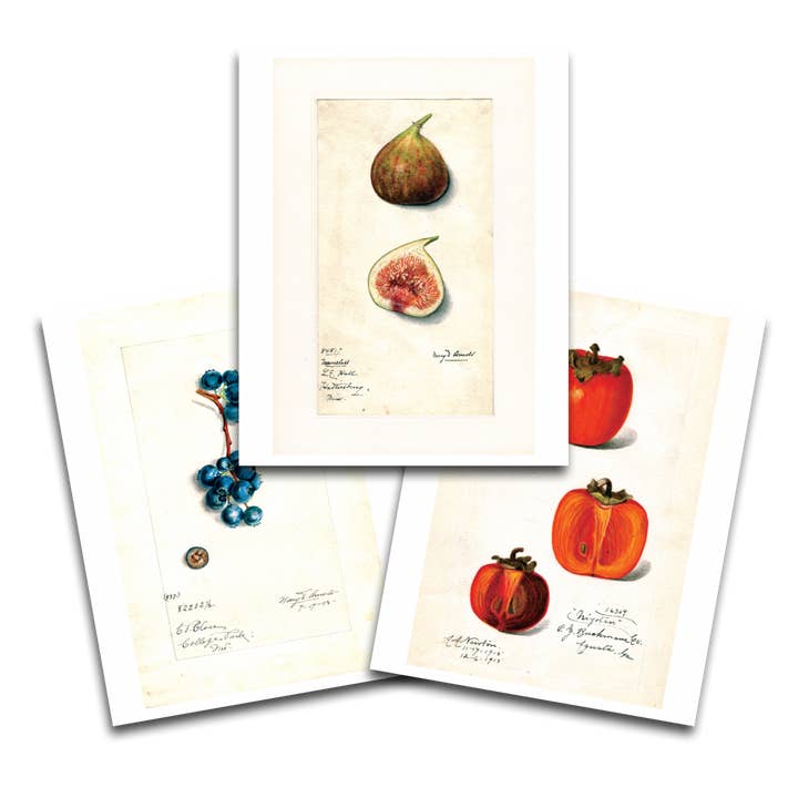 Impressões de frutas fabulosas: conjunto três - conjunto de impressão por atacado de Laughing Elephant