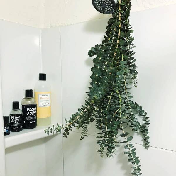 Self-Care Shower - Wholesale Live Plant - Fresh Eucalyptus Bundle | For Shower/Vase | SAN DIEGO GROWN