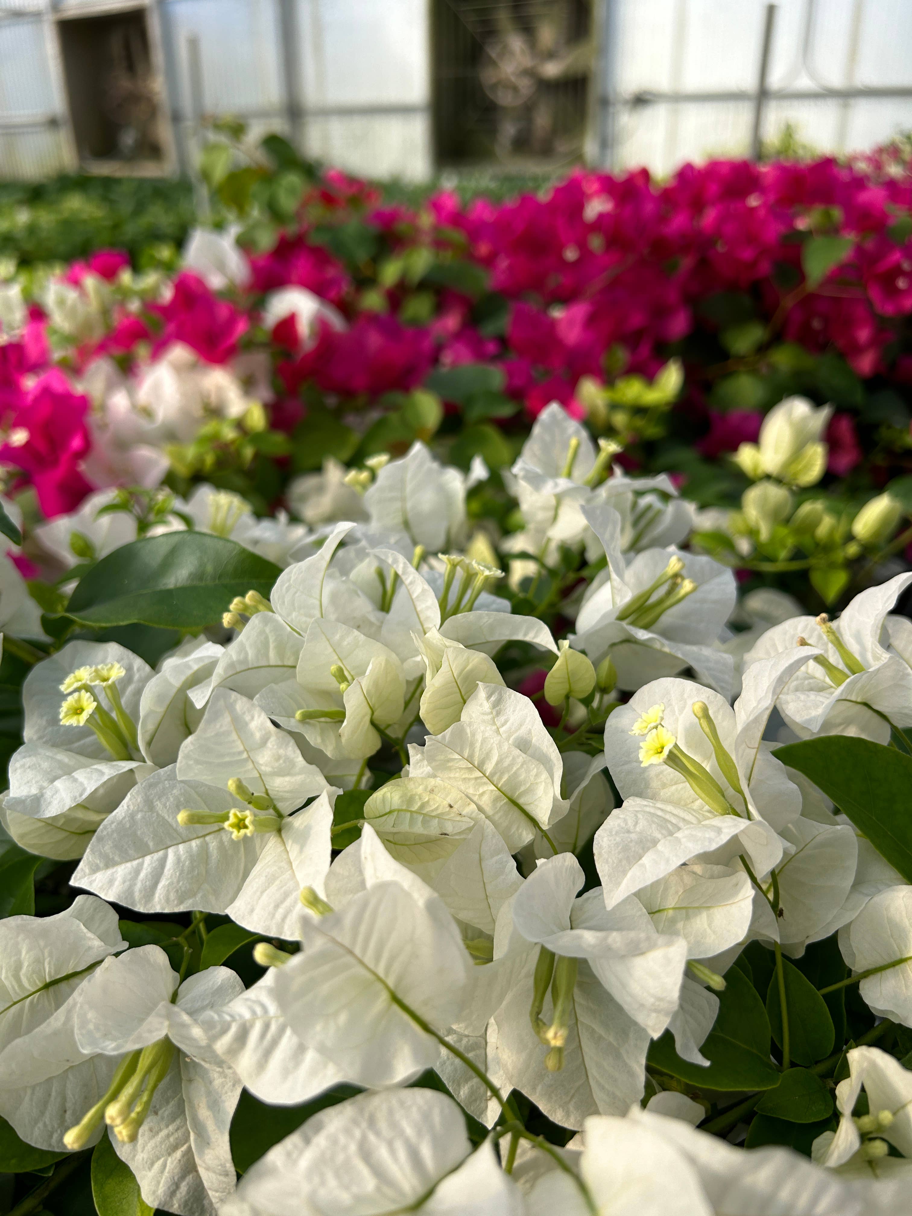 O F Nelson’s - Wholesale Live Plant - 6" Bougainvillea3