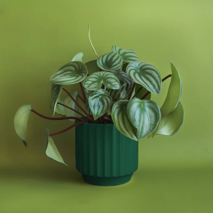 Jungle Club - Wholesale Plant Pot - Monroe Planter | Rainforest