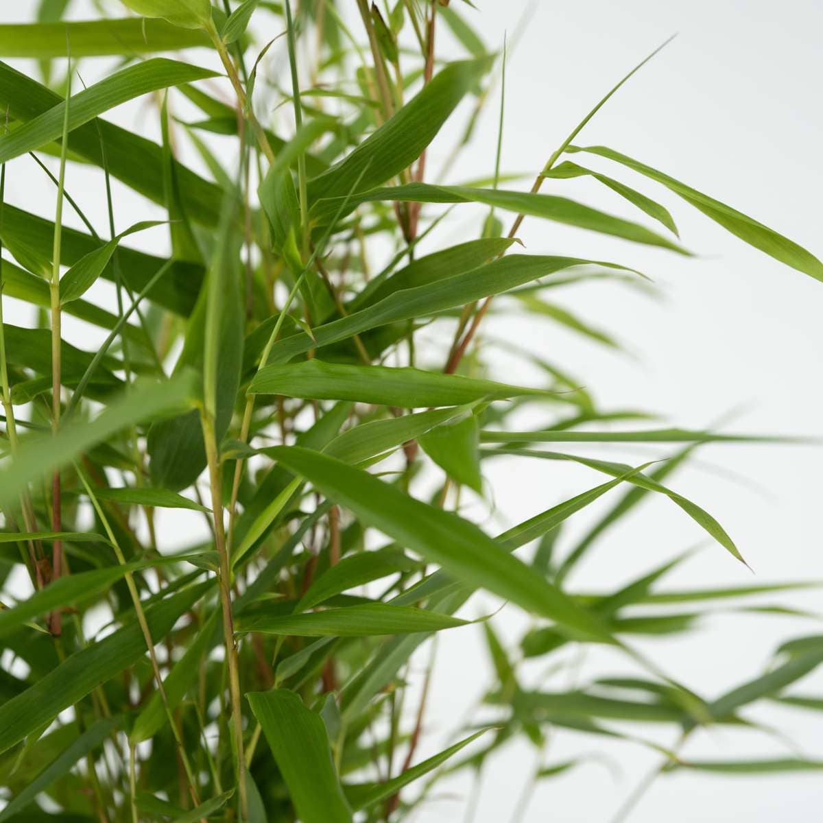 Oasis of Life - Wholesale Live plant - Bamboo – 3 Fargesia Rufa Plants – Green Garden Bamboo – Evergreen, Hardy & Non-Invasive – Ideal as Hedge or Container Plant – Easy to Care for & Robust – Height 25–40cm – Ø13cm4