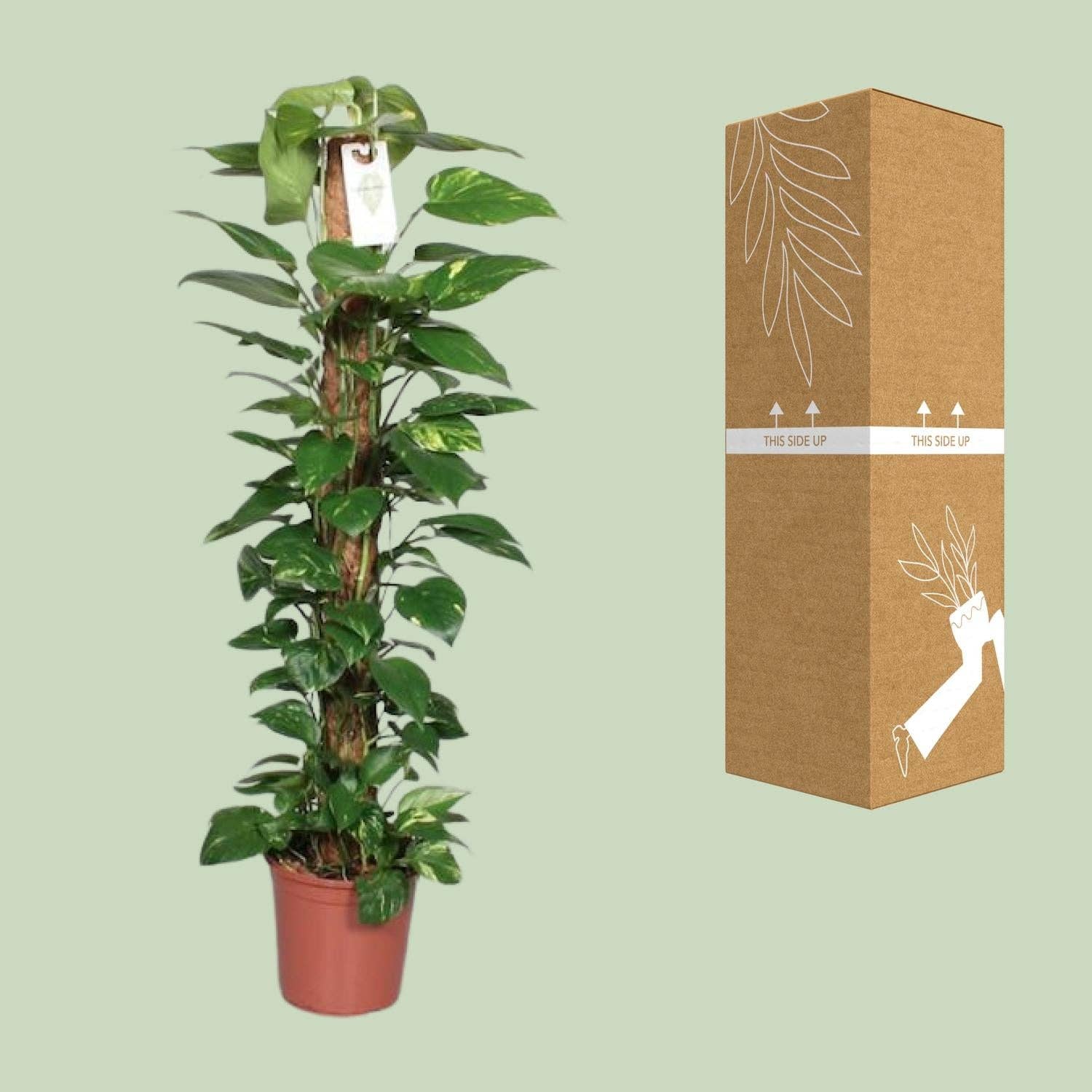 Oasis of Life – wholesale Live plant – Epipremnum Pinnatum Moss Pole – Scindapsus – Height 120cm – Ø24cm – Climbing Plant with Moss Stick – Air-Purifying Houseplant – Easy Care & Decorative for Indoors4