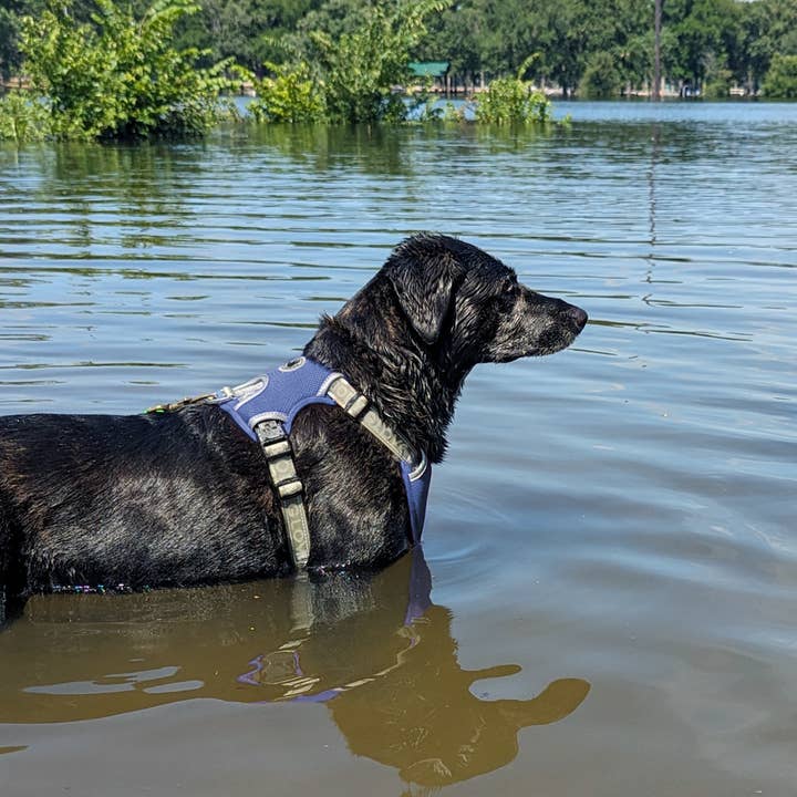 Carolina Pet Company - Wholesale Pet Harness - Dog - Body Glove Cooling Harness1