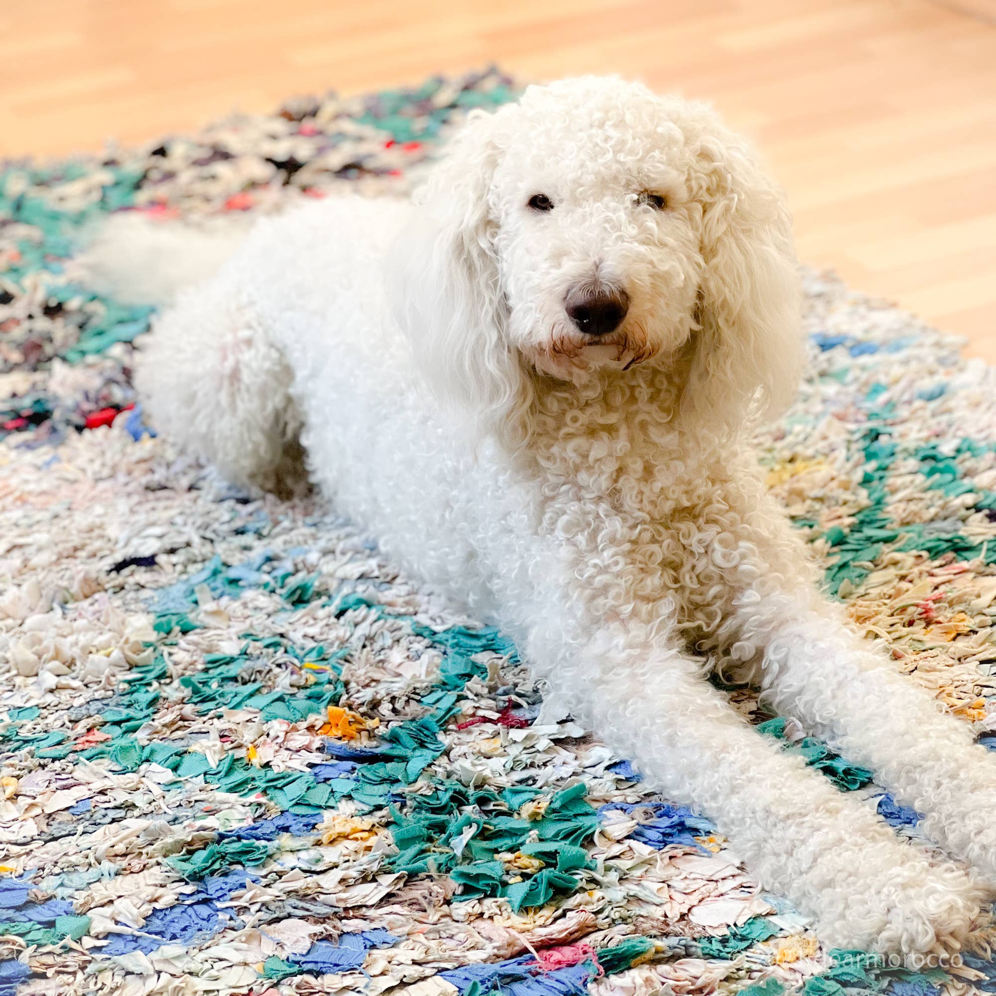 dear Morocco - Wholesale Area Rug - Ready to ship// BOUCHEROUITE RUG //Vintage Moroccan 1