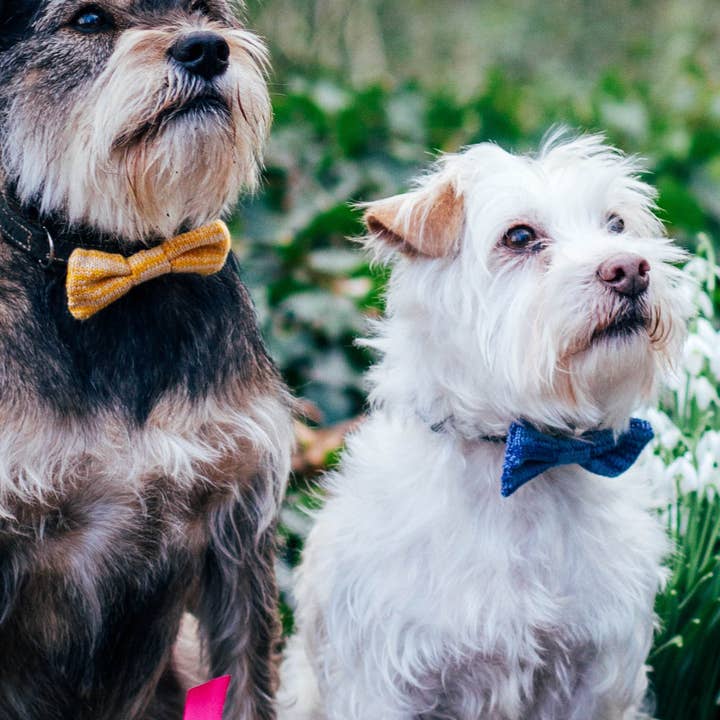 Nœud papillon pour chien de petite à moyenne taille (4 couleurs disponibles) pour la vente par Wool & Whiskers