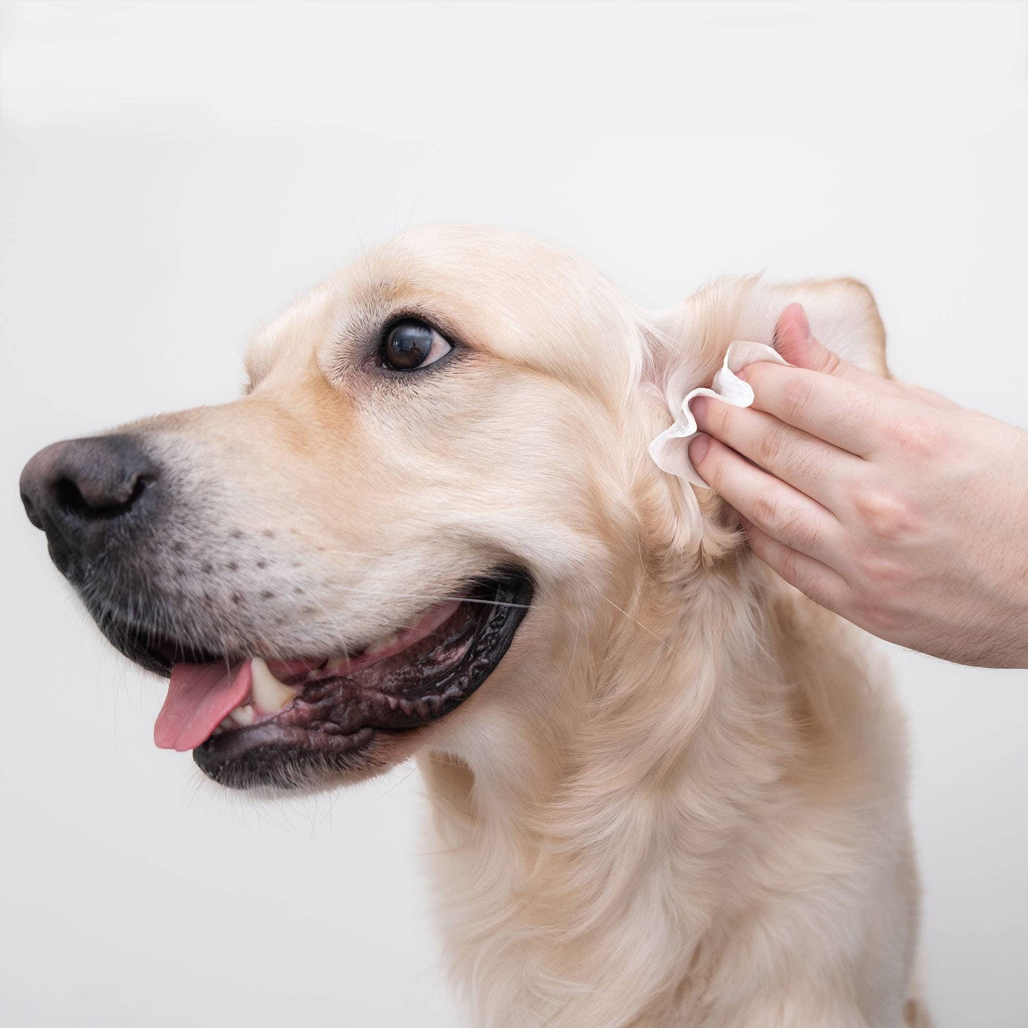 Eye Envy - Wholesale Pet Grooming Aid - Dog - Fresh Ear Cleaning Wipes for Dogs - 60 Count2