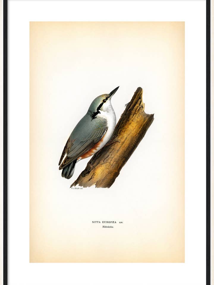 Nötväcka för wholesale av Svenska Fåglar