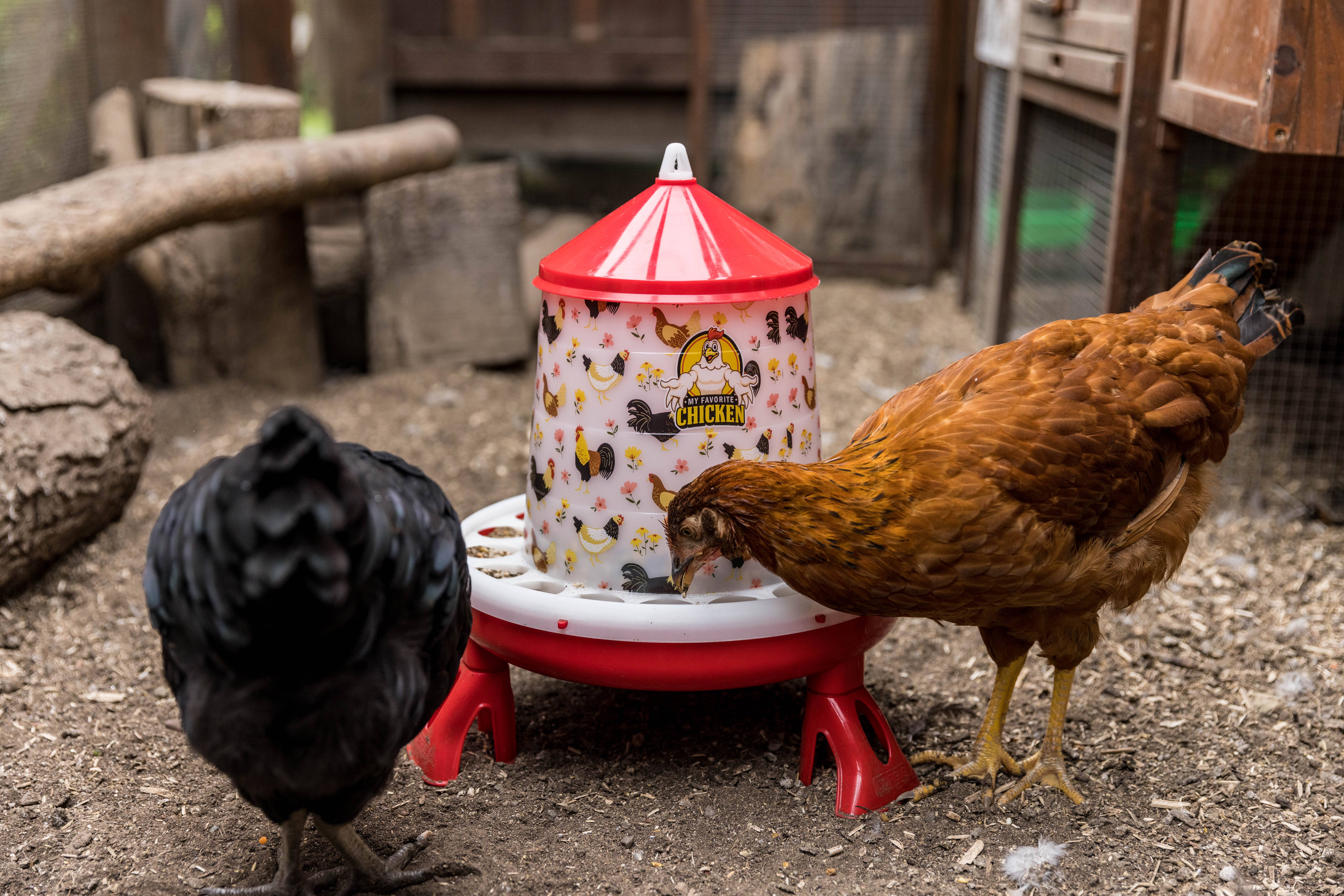 My Favorite Chicken - Wholesale Pet Bowl - Cat/Dog - Layer Kit: Feeder, Drinker, Nest Box, Feed Scoop, Egg Carton1