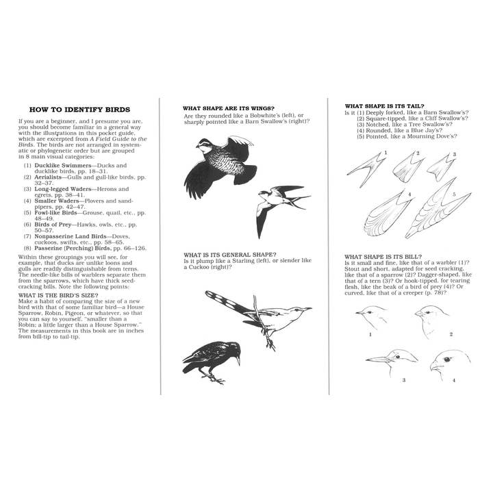 Microcosm Publishing & Distribution - Wholesale Nature Guide - Peterson First Guide to Birds of North America