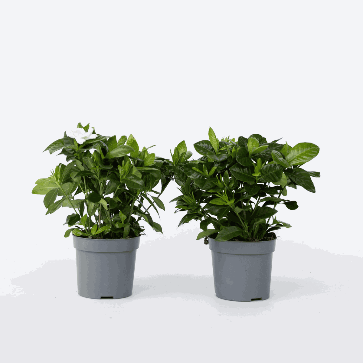 Oasis of Life - Vente Plante - Gardenia – 2 plantes – Gardenia jasminoides – Hauteur 20–30 cm – Ø13 cm – Plante d'intérieur et de terrasse parfumée avec des fleurs blanches – Plante de jardin noble à croissance compacte – Pour pièces lumineuses et balcon0