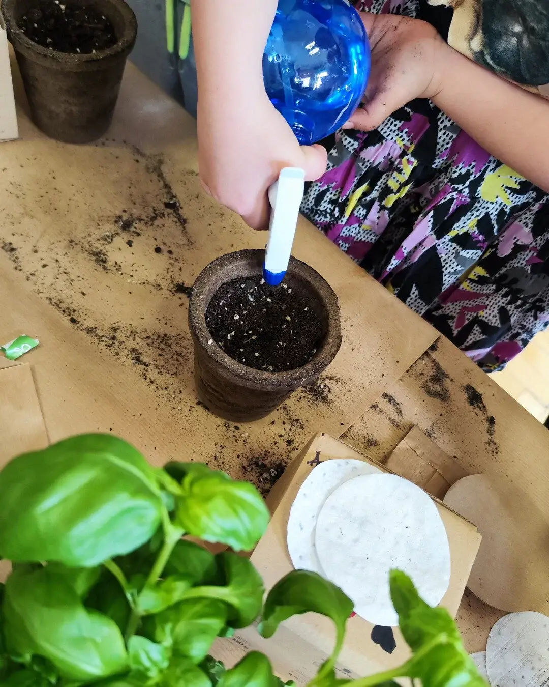 SPAWNFOAM - Wholesale Plant Seeds - Multipack 24pcs. Aromatic Herbs Kit Boxpot Thyme2