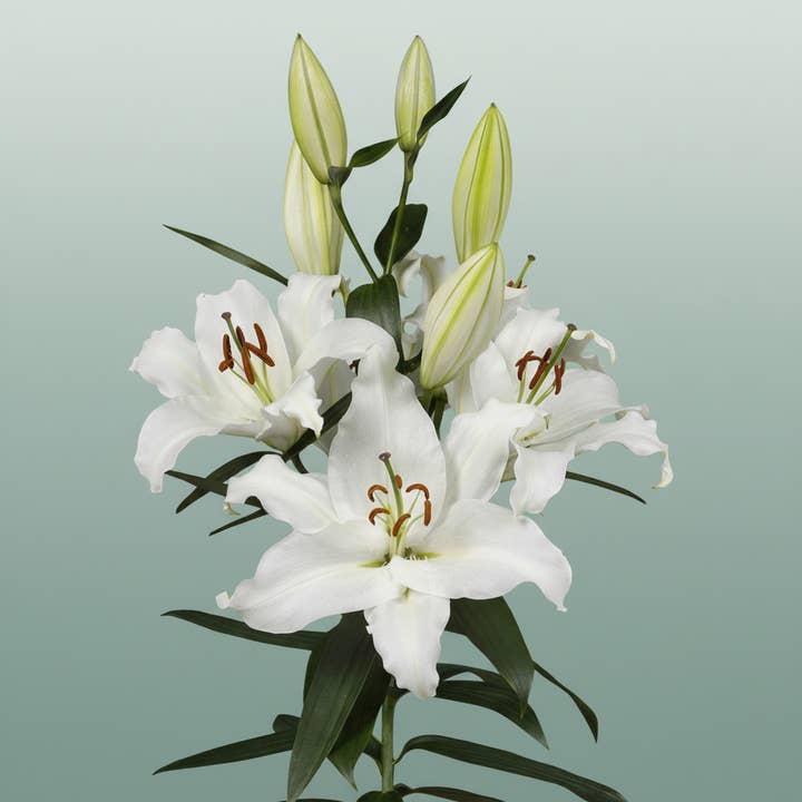 Lily White Wholesalers Choice for wholesale on Faire4