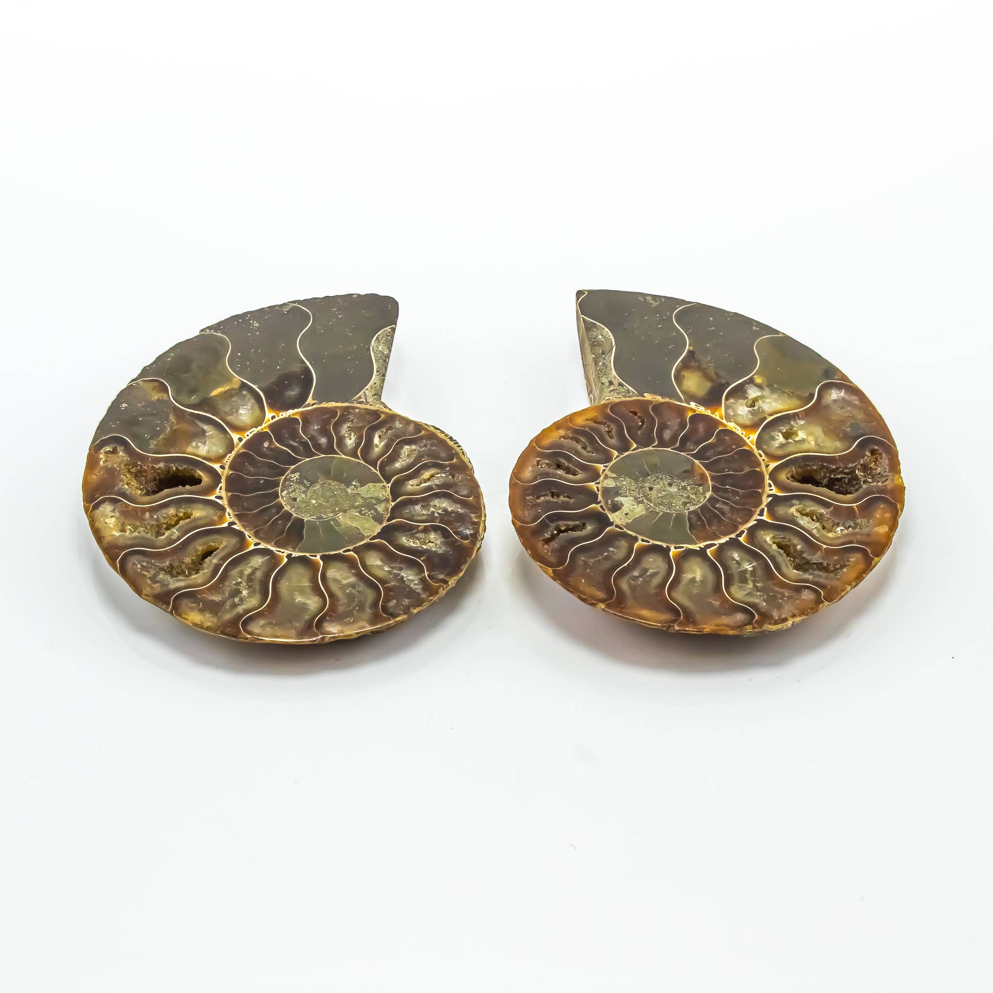 Quasar Gems USA - Wholesale Spiritual Stone/Crystal - Ammonite Pairs 4