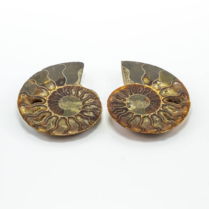 Quasar Gems USA - Wholesale Spiritual Stone/Crystal - Ammonite Pairs 4