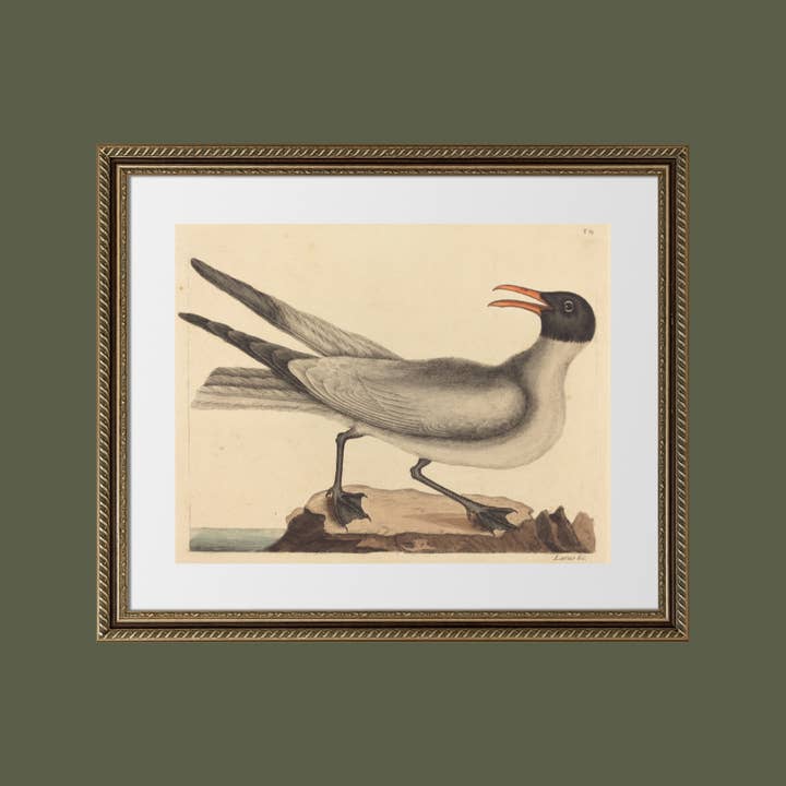 Sea to Skye - Wholesale Art Print - The Laughing Gull Art Print