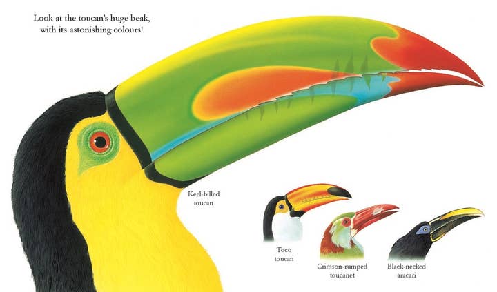 Independent Publishers Group - Wholesale Early Reader Book (6-8) - Jungle2