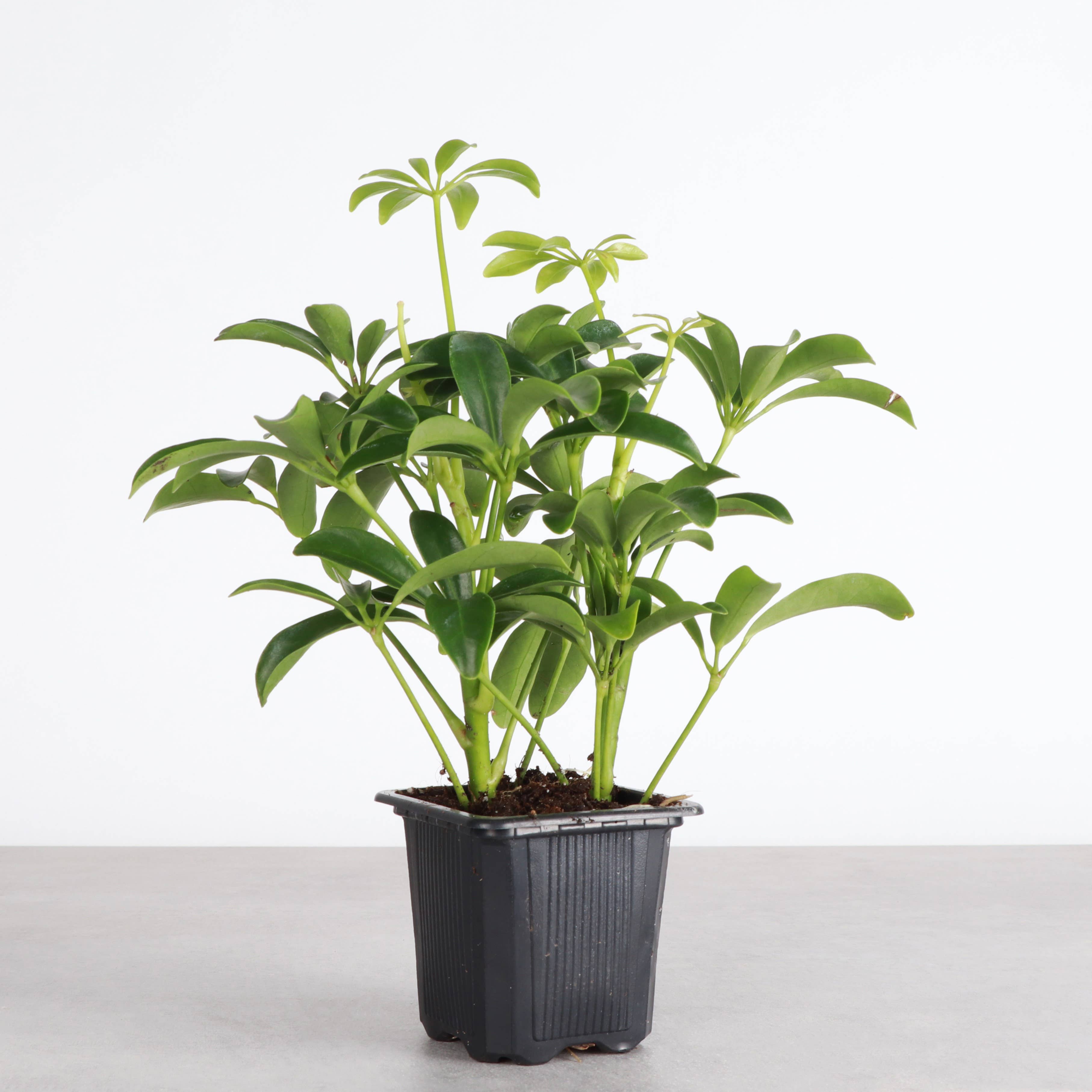 Thorsen's Greenhouse - Wholesale Live Plant - Schefflera Arboricola -  Live Plant1