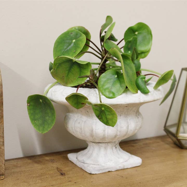 From Under The Stairs - Wholesale Plant Pot - Classic Low Urn Planter