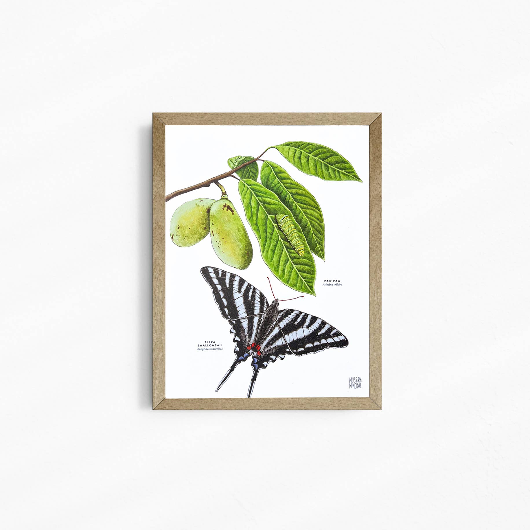 Moss and Mineral - Wholesale Art Print - Zebra Swallowtail Butterfly and Paw Paw, Botanical Illustrat7