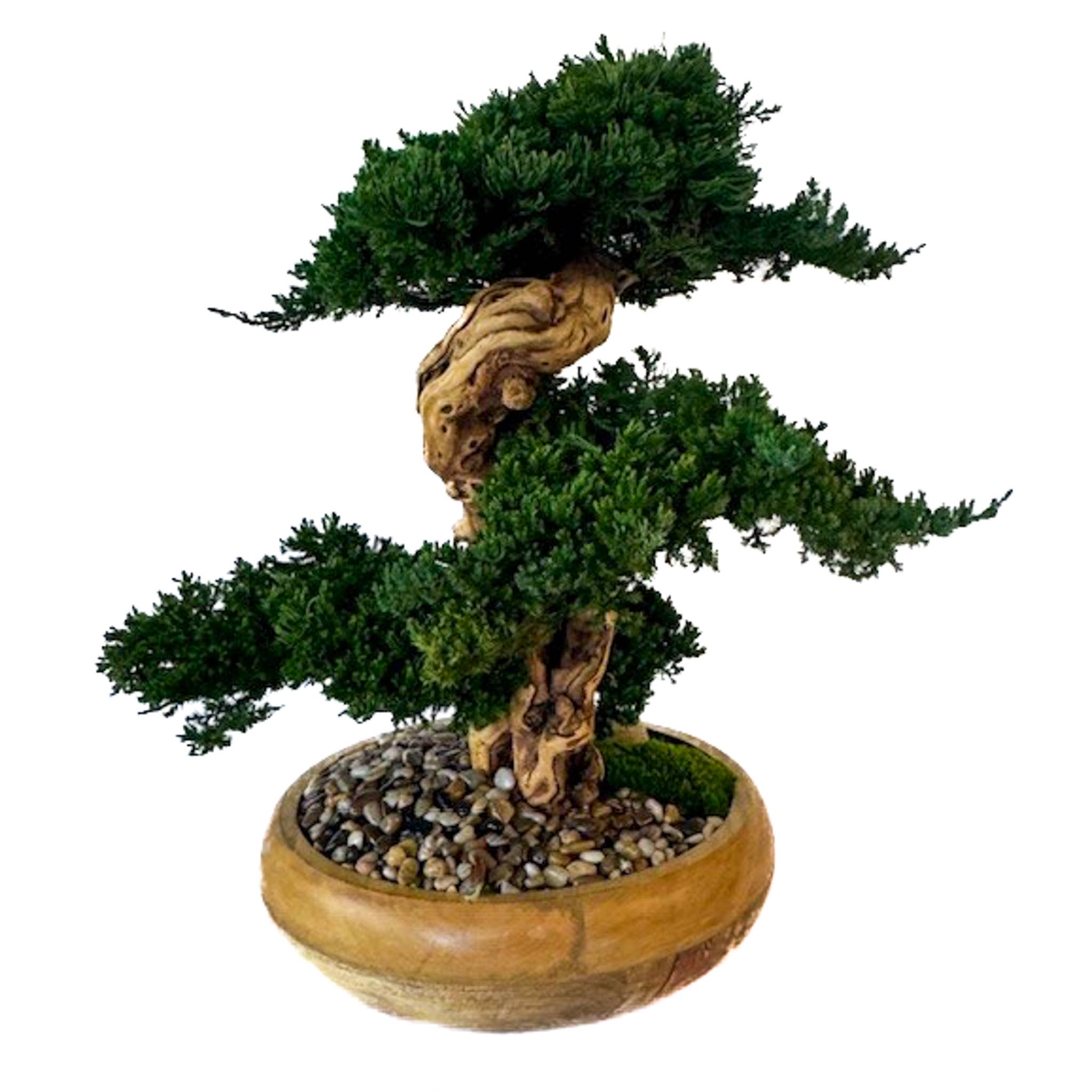 Forever Green Art - Wholesale Artificial Plant - Preserved Triple Bonsai Tree in 13" Mango Wood Bowl7