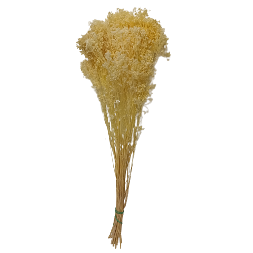 Concari.flores Preservadas - Wholesale Dried/Pressed Flowers - BROOMS PRESERVED10