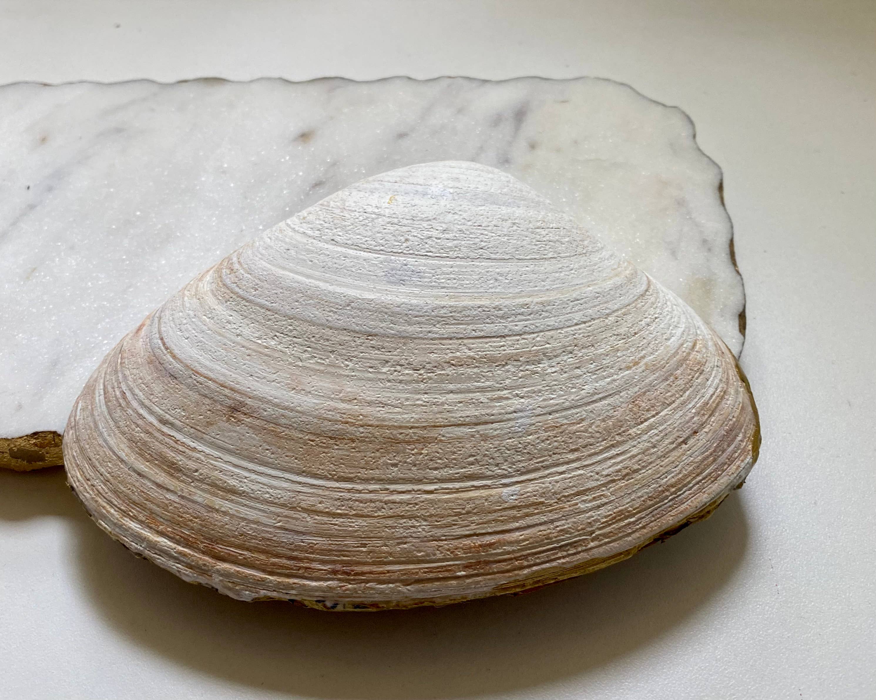 Del Mar Designs DC - Wholesale Jewelry Dish - Peony Clamshell Jewelry and Trinket Dish2