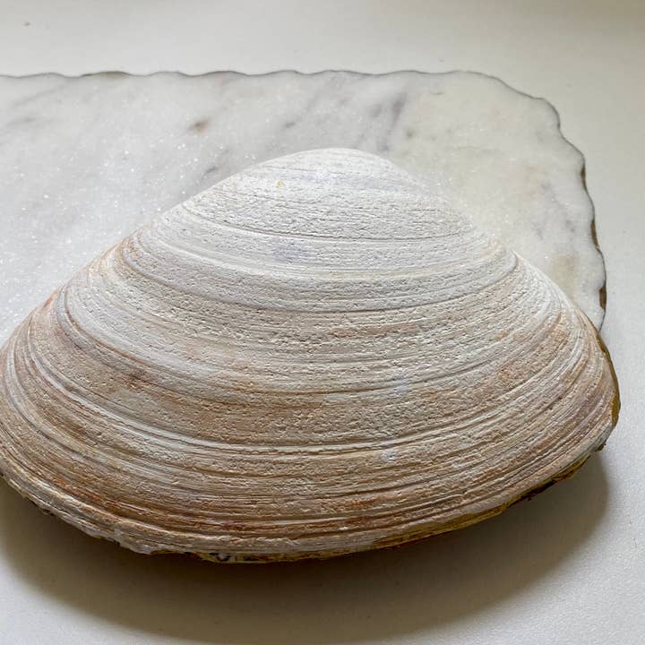 Del Mar Designs DC - Wholesale Jewelry Dish - Peony Clamshell Jewelry and Trinket Dish2