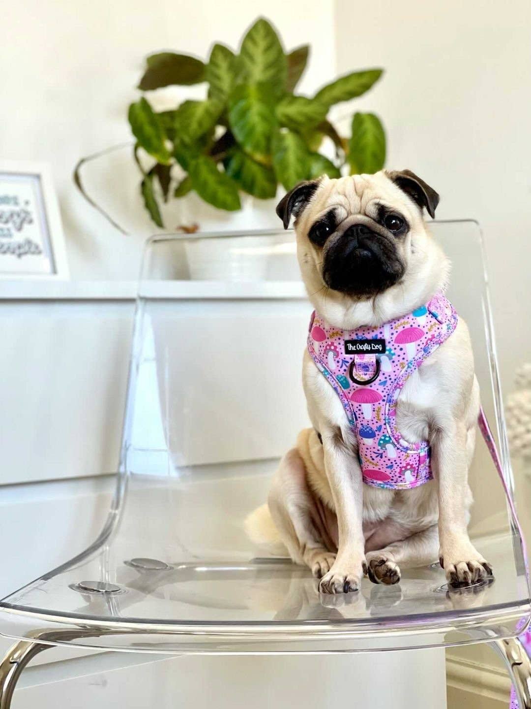 The Crafty Dog Co – Großhandel Haustiergeschirr – Hund – Rougegurt-Geschirr8