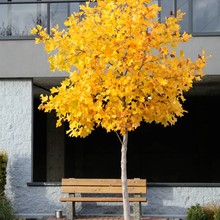 The Jonsteen Company - Wholesale Plant Seeds - Tulip Poplar | Seed Grow Kit