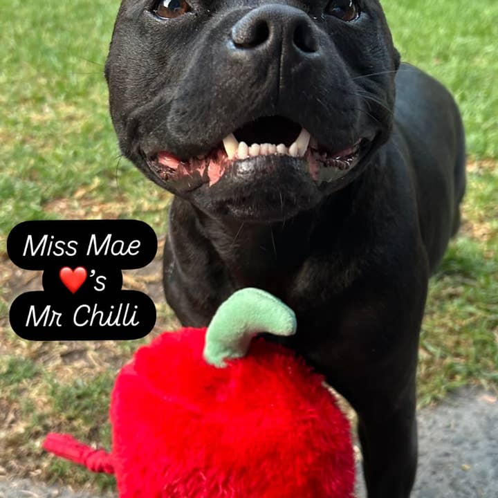 Pals For Paws - Wholesale Pet Plush Toy - Dog - Pals for paws - Chilli Durable Plush Dog Toy
