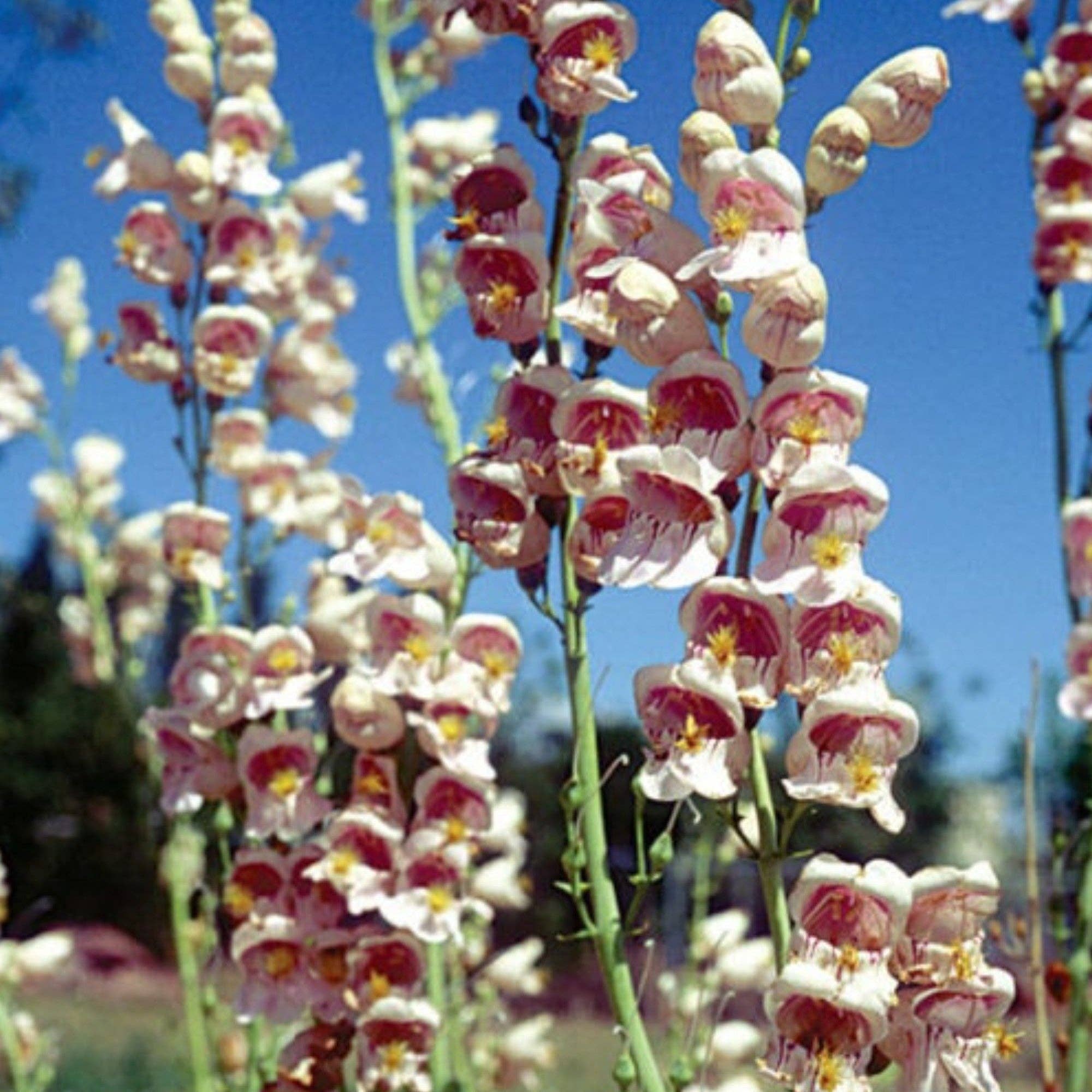 Pop's Birding - Wholesale Zaadjes voor platten - Mix van wilde bloemenzaden voor kolibries en vlinderbestuivers7