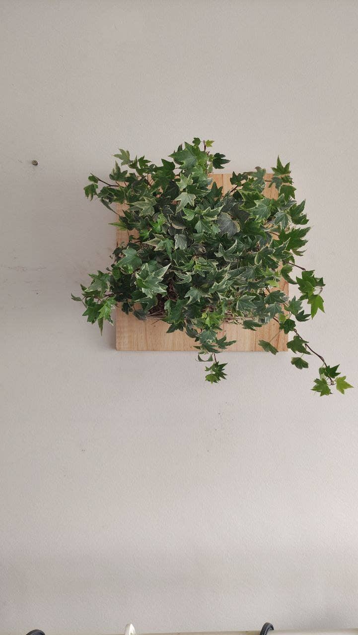 Fios Jardins Suspensos - Wholesale Wall Planter - Living painting with Hedera Helix | Hera4