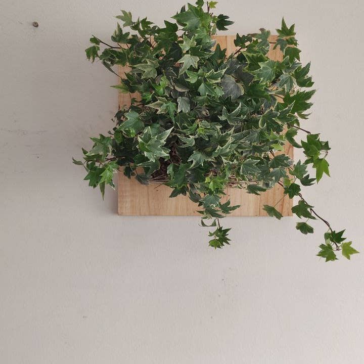 Fios Jardins Suspensos - Wholesale Wall Planter - Living painting with Hedera Helix | Hera4