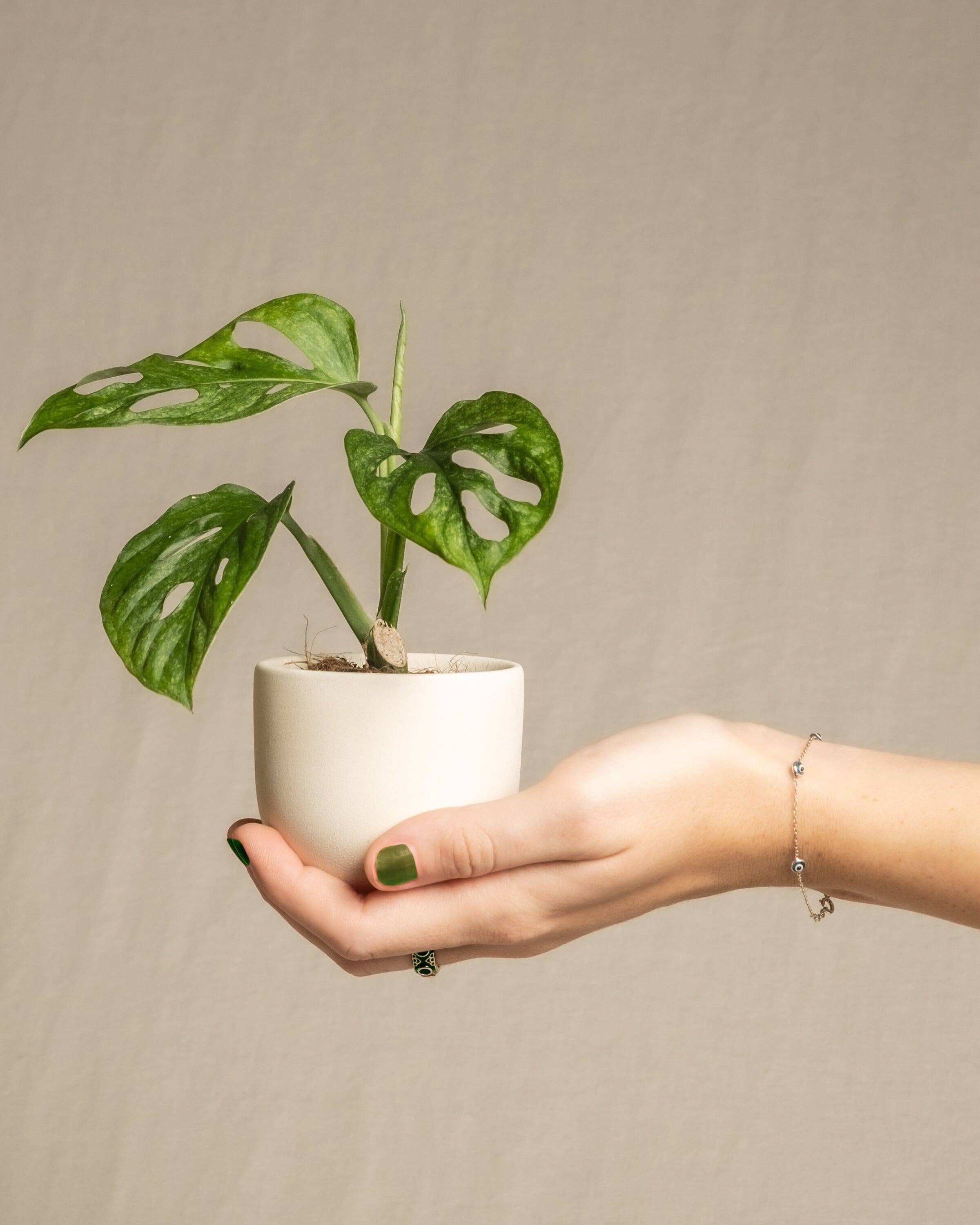 Wildestdreams.flowers – wholesale Levande växt – Monstera adansonii Monkey Mask i 6 cm kruka1