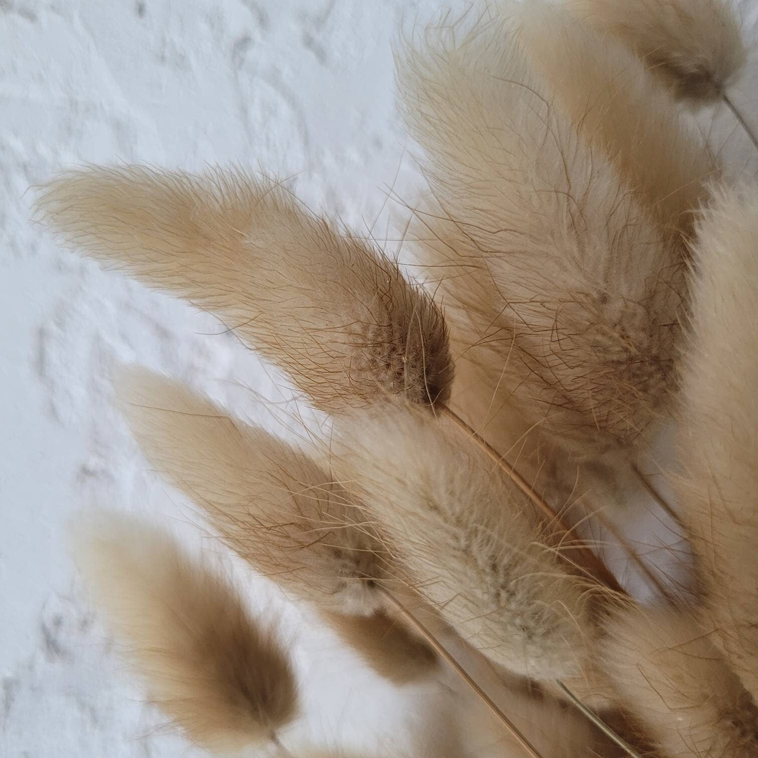 MY BOUQUETS - Vendita all'ingrosso Fiori secchi/pressati - Code di coniglio essiccate a colori naturali, fiori secchi per matrimoni e decorazioni2