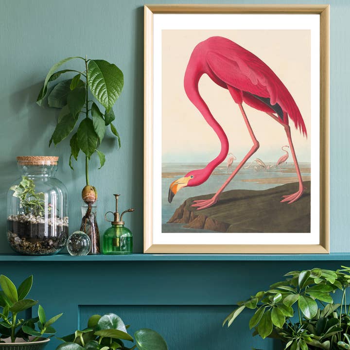 Ink & Drop – Großhandel Kunstdruck – American Flamingo Vintage Alter Vogeldruck2