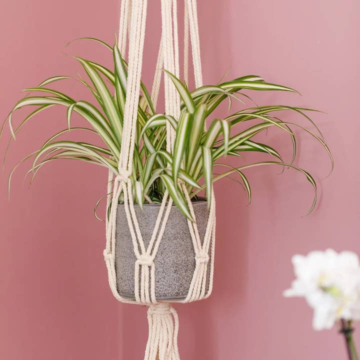 Spider Plant for wholesale by The Little Botanical