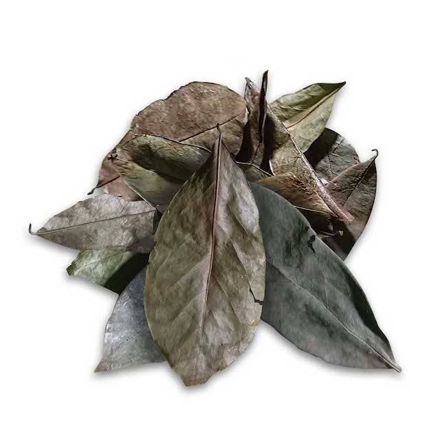 Ancient Purity - Vente Thé en vrac - Feuilles de corossol - 20g | Entières non écrasées | Cultivées en Thaïlande1