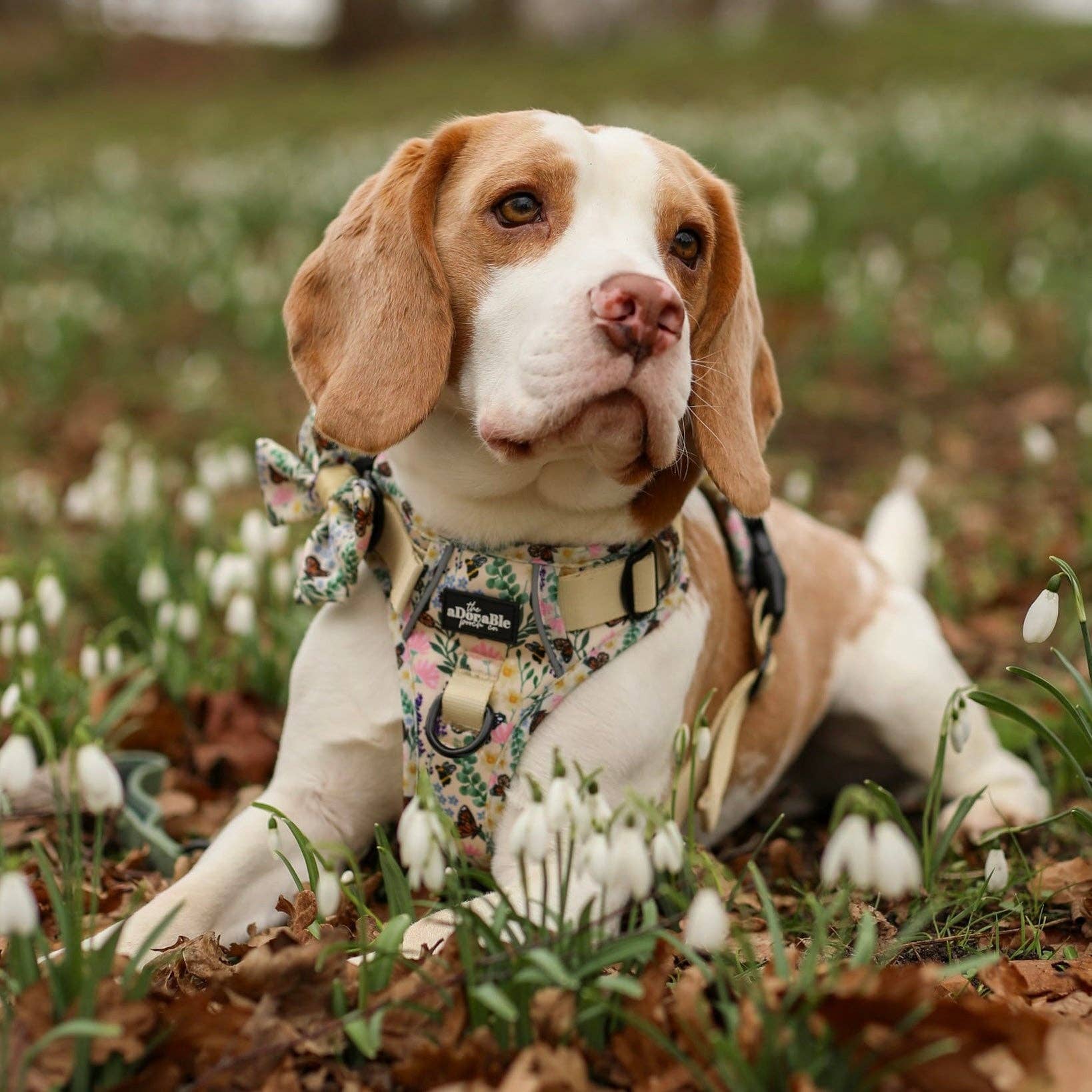 The aDoraBle Pooch Company – Arnês – Cão por atacado – Arnês Hike & Go Lite™ - Bumbles & Butterflies20