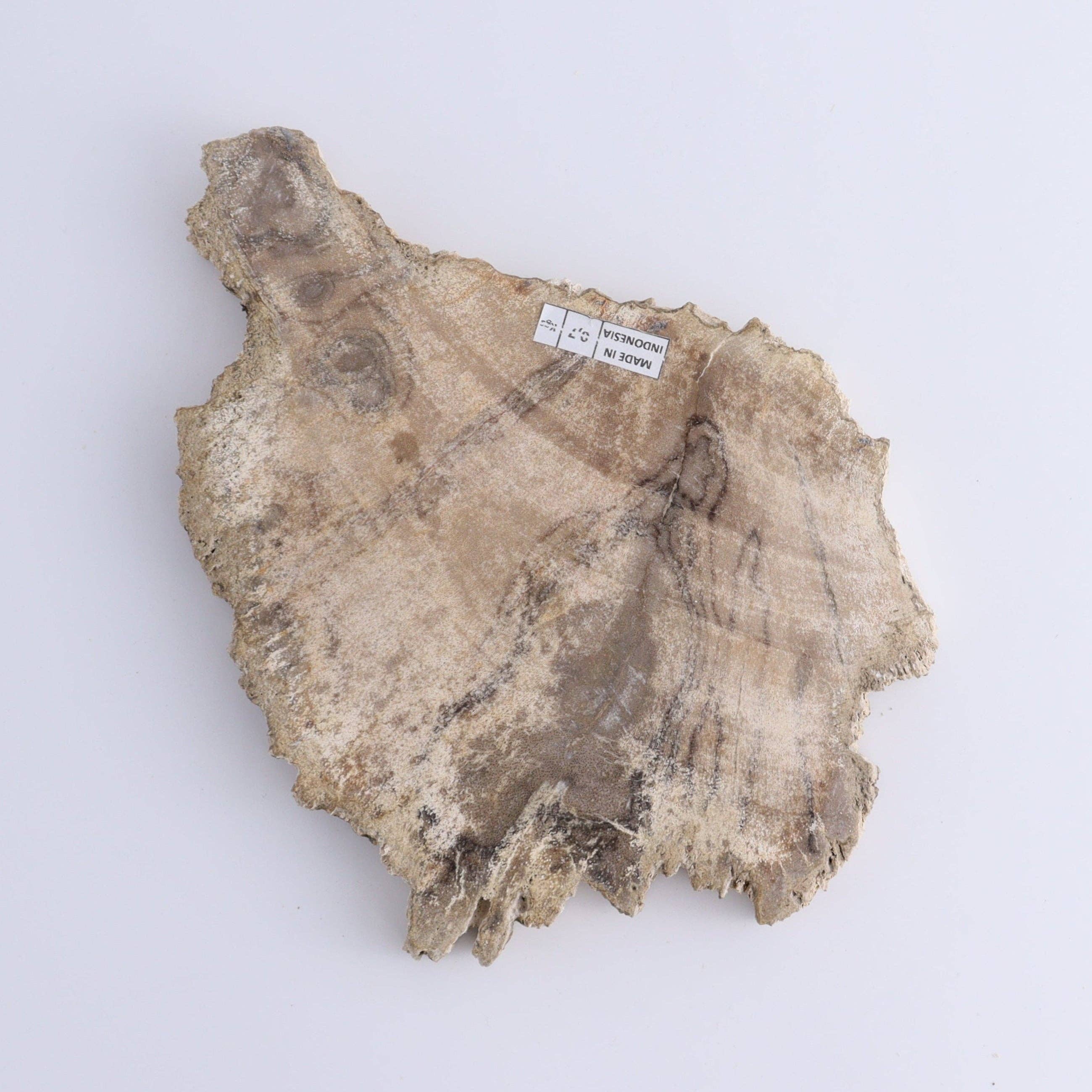 Mi Esperanza Minerals - Wholesale Spiritual Stone/Crystal - Petrified Wood Slices & Slabs Set of 33